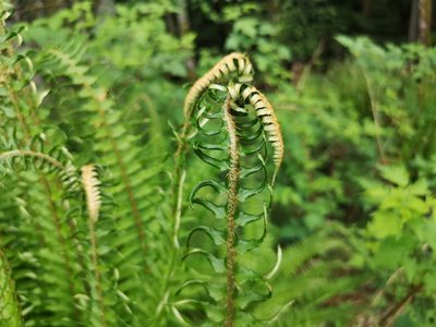 Polystichum munitum, photographed by Jens-Christian Svenning