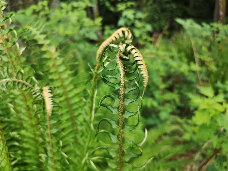 Polystichum munitum, photographed by Jens-Christian Svenning