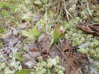 Sarracenia purpurea