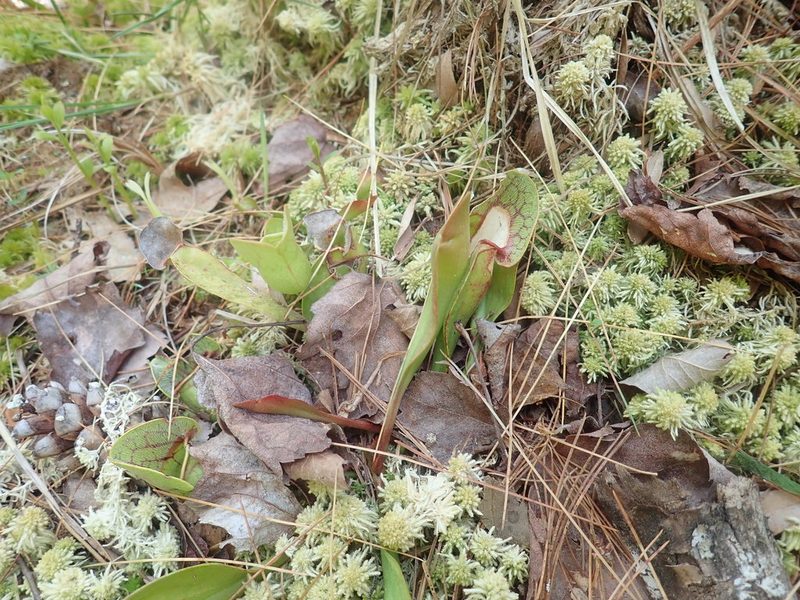 Sarracenia purpurea, photographed by Lynn Harper