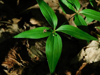 Trichogalium latifolium, photographed by Michael J. Papay