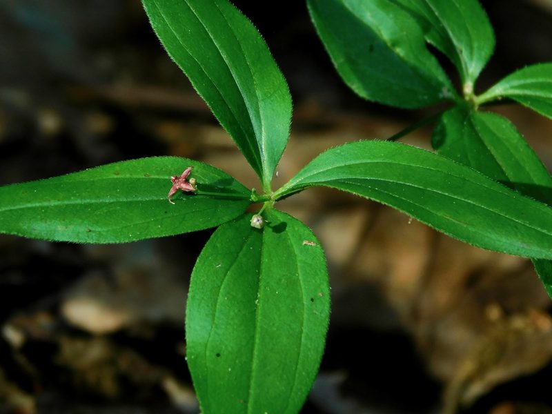 Trichogalium latifolium, photographed by Michael J. Papay