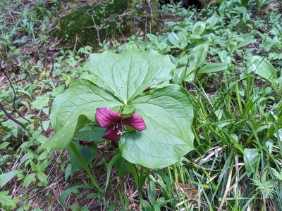 Trillium erectum, photographed by Jason Hill