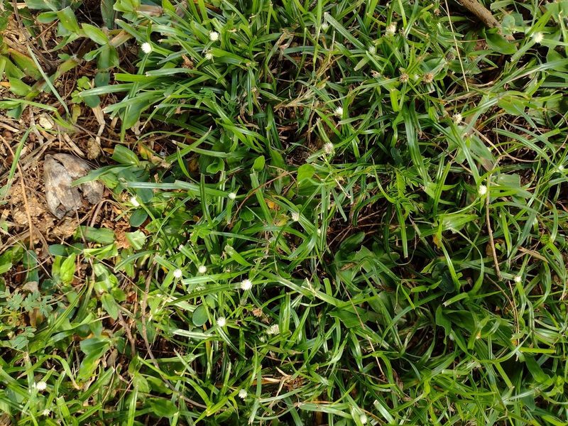 Cyperus mindorensis, photographed by Kevin Faccenda