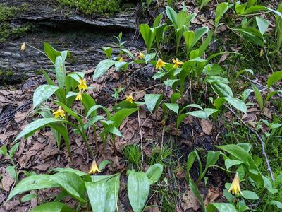 Erythronium americanum, photographed by Jason Hill