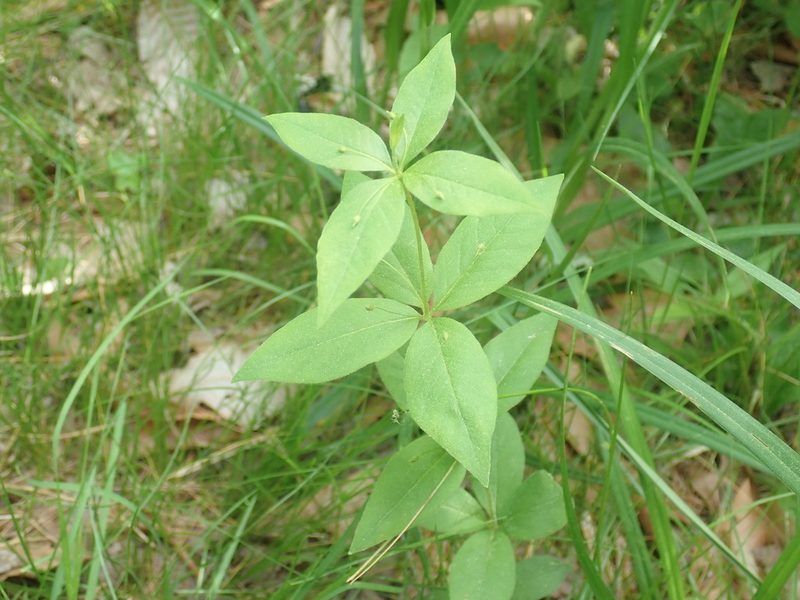 Lysimachia quadrifolia, photographed by Lynn Harper