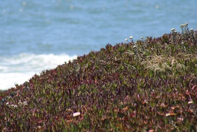 Carpobrotus edulis, photographed by Wendy St. John