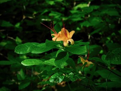 Rhododendron cumberlandense, photographed by Michael J. Papay