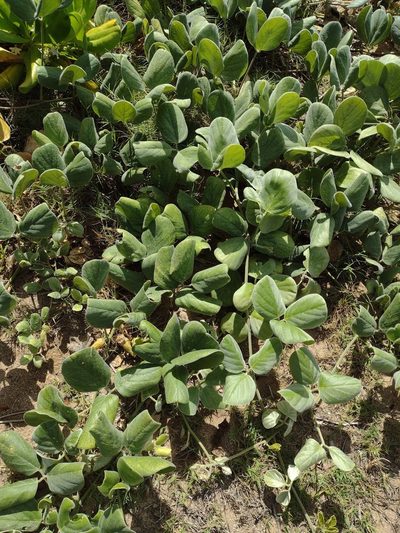 Canavalia sericea, photographed by Kevin Faccenda