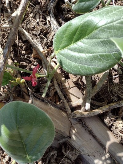 Canavalia sericea, photographed by Kevin Faccenda