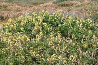 Lupinus arboreus, photographed by Wendy St. John
