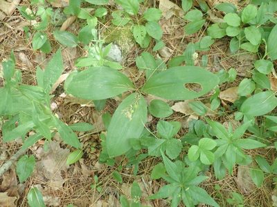 Clintonia borealis, photographed by Lynn Harper