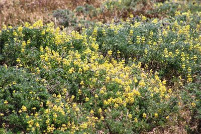 Lupinus arboreus, photographed by Wendy St. John