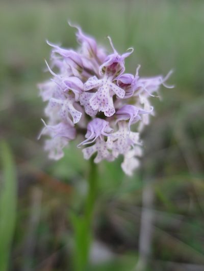Neotinea conica, photographed by Ricardo Lima