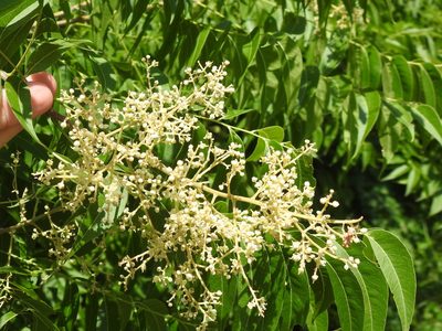 Sapindus drummondii