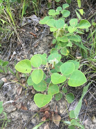 Desmodium viridiflorum, photographed by harrier