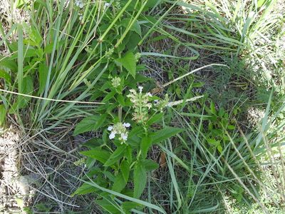 Teucrium canadense, photographed by Sam Kieschnick