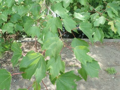 Acer rubrum, photographed by Lynn Harper