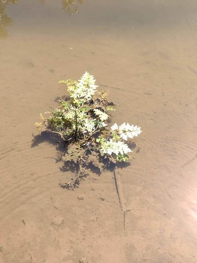 Ceratopteris thalictroides, photographed by Kevin Faccenda