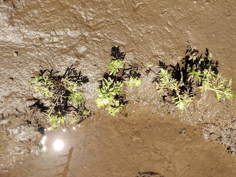 Ceratopteris thalictroides, photographed by Kevin Faccenda