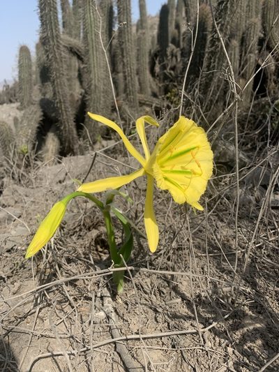 Ismene amancaes, photographed by Círculo de Investigación en Taxonomía, Florística y Ecología Vegetal