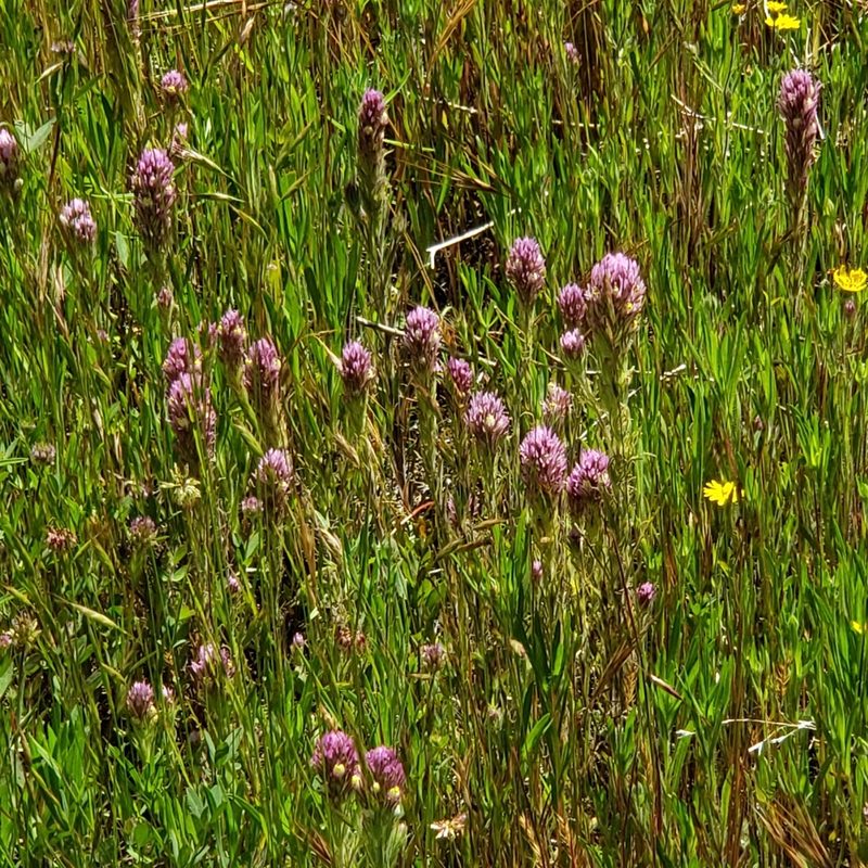 Castilleja densiflora, photographed by Max Mirel