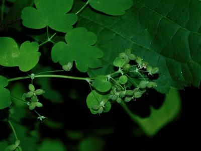 Thalictrum coriaceum, photographed by Michael J. Papay