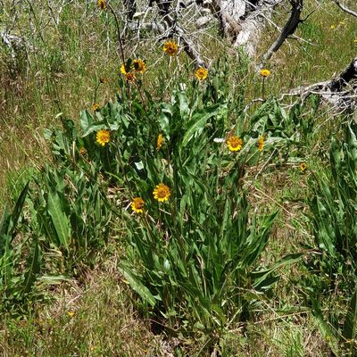 Wyethia angustifolia, photographed by Max Mirel