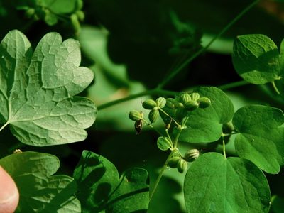 Thalictrum coriaceum, photographed by Michael J. Papay