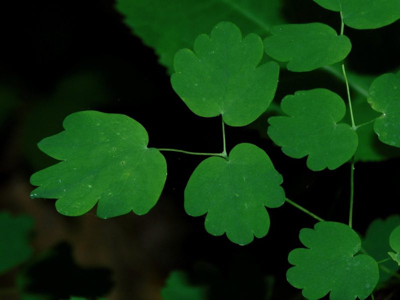Thalictrum coriaceum, photographed by Michael J. Papay