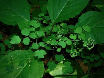 Thalictrum coriaceum, photographed by Michael J. Papay