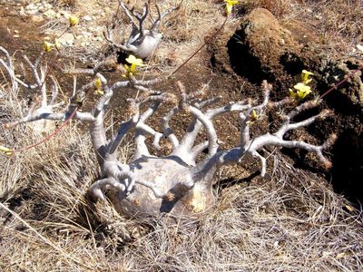 Pachypodium rosulatum, photographed by Rafael Medina