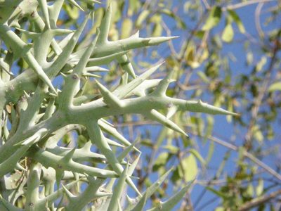 Euphorbia stenoclada, photographed by Rafael Medina