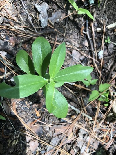 Gentiana villosa, photographed by John Kees