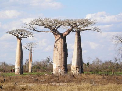 Adansonia grandidieri, photographed by Rafael Medina