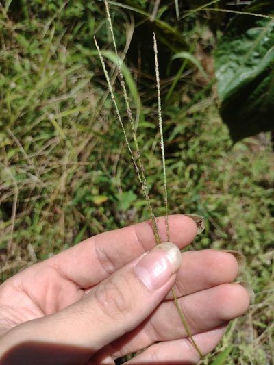 Digitaria violascens, photographed by Kevin Faccenda