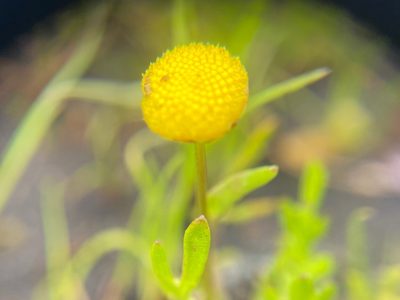 Cotula coronopifolia, photographed by Erin Springinotic