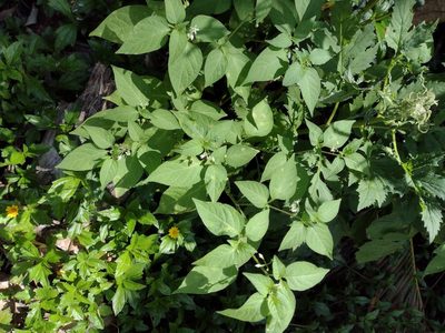 Solanum americanum, photographed by Kevin Faccenda