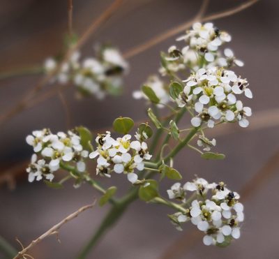 Lepidium fremontii