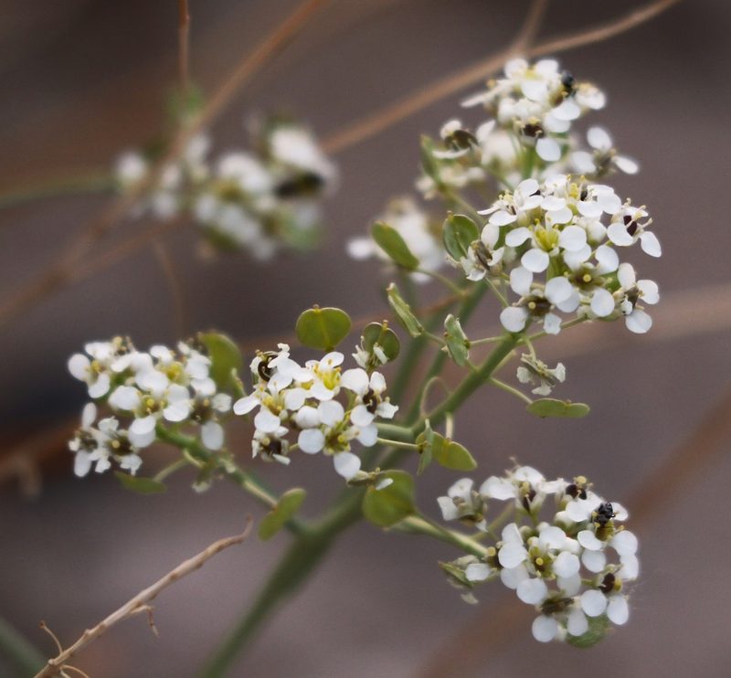 Lepidium fremontii, photographed by David Batchelor