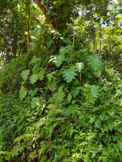 Philodendron lacerum, photographed by Kevin Faccenda