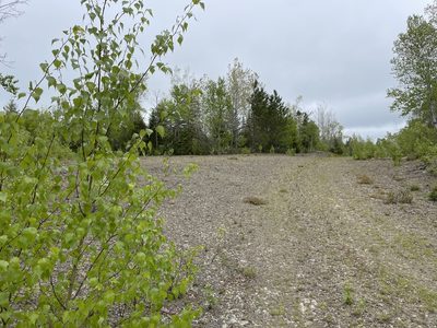 Betula populifolia, photographed by Mary E. Macaulay, P.Eng.