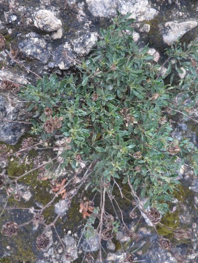 Iberis procumbens, photographed by Ricardo Lima