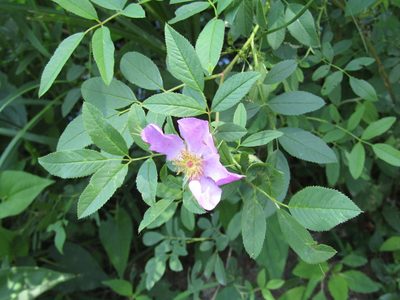 Rosa palustris