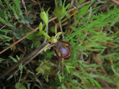 Ophrys speculum, photographed by Ricardo Lima