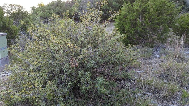 Berberis trifoliolata, photographed by Noland Martin