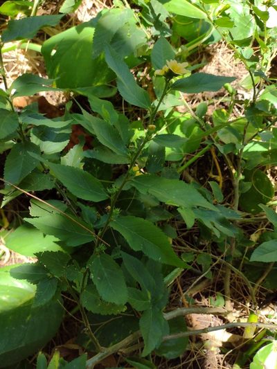 Sida planicaulis, photographed by Kevin Faccenda