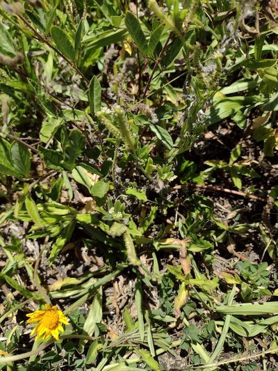 Paspalum fimbriatum, photographed by Kevin Faccenda