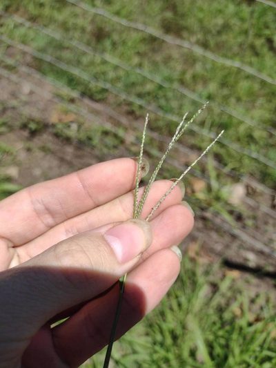 Digitaria violascens, photographed by Kevin Faccenda