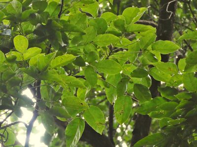 Bischofia javanica